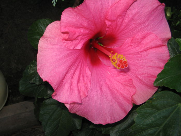IMG_1179 - Hibiscus 2