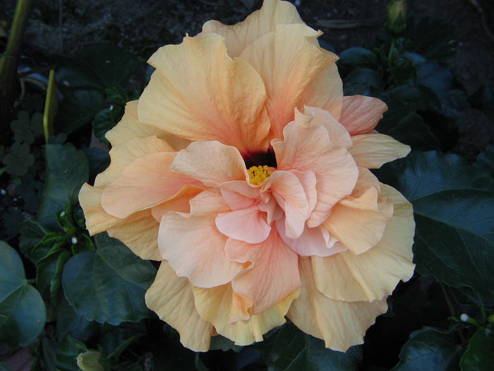 IMG_1180 - Hibiscus 2