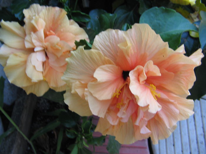 IMG_1181 - Hibiscus 2