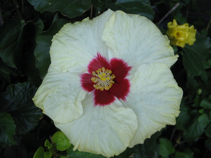 IMG_1182 - Hibiscus 2
