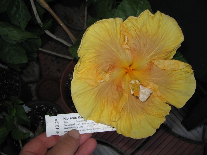 IMG_1183 - Hibiscus 2