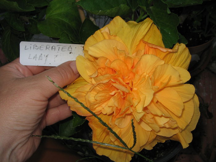 IMG_1196 - Hibiscus 2