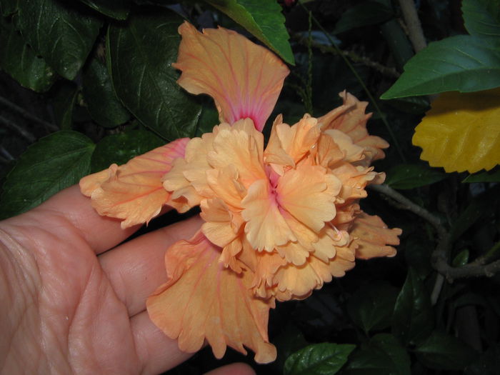 IMG_1198 - Hibiscus 2