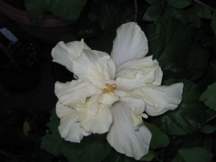 IMG_1199 - Hibiscus 2