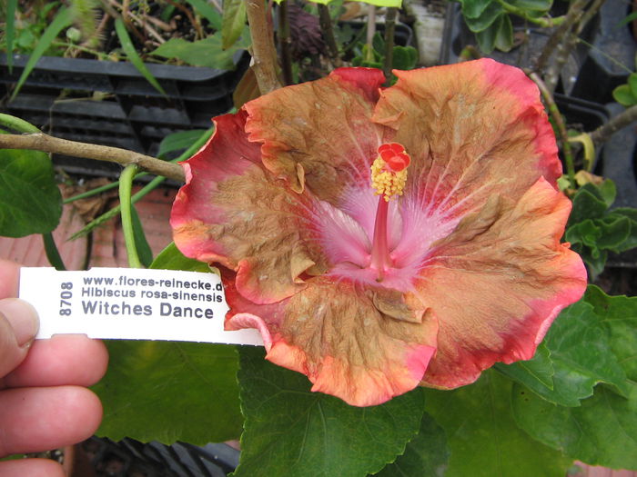 IMG_1201 - Hibiscus 2