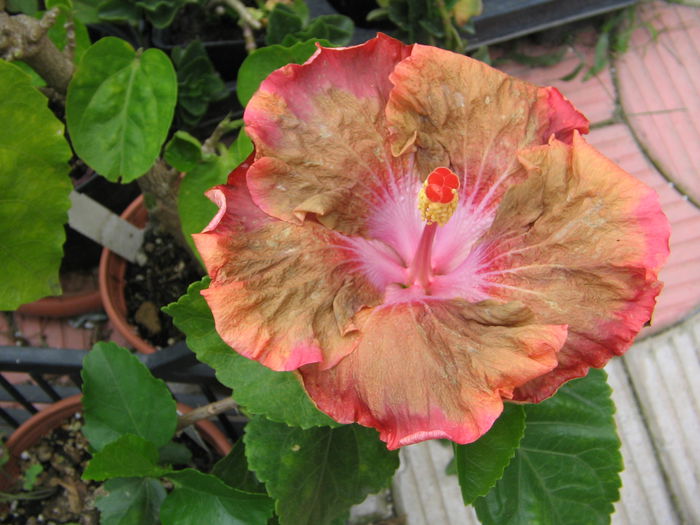 IMG_1202 - Hibiscus 2