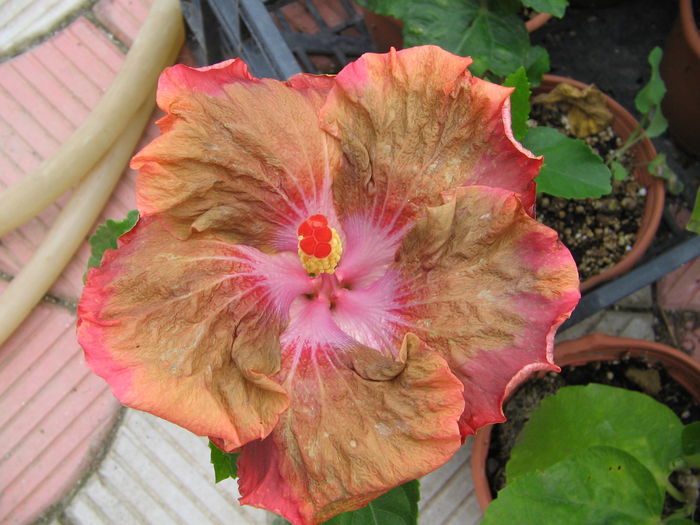 IMG_1203 - Hibiscus 2