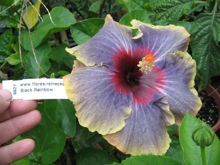 IMG_1209 - Hibiscus 2
