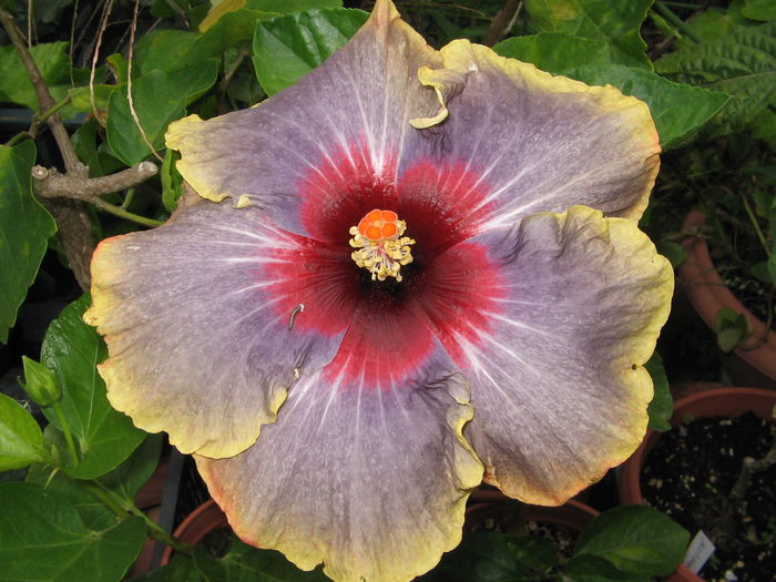 IMG_1210 - Hibiscus 2