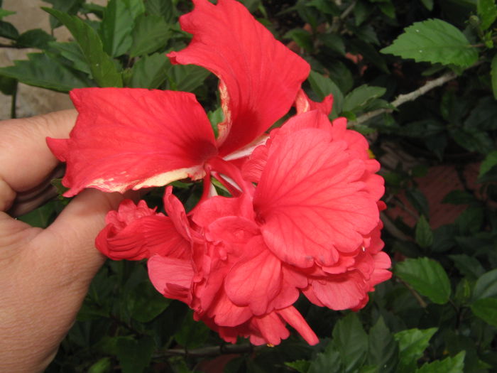 IMG_1214 - Hibiscus 2