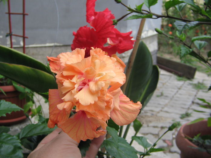 IMG_1215 - Hibiscus 2