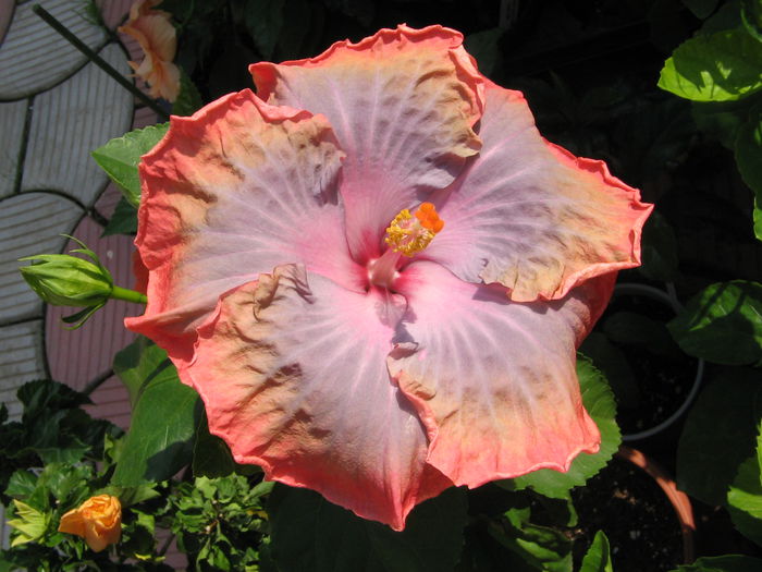 IMG_1216 - Hibiscus 2