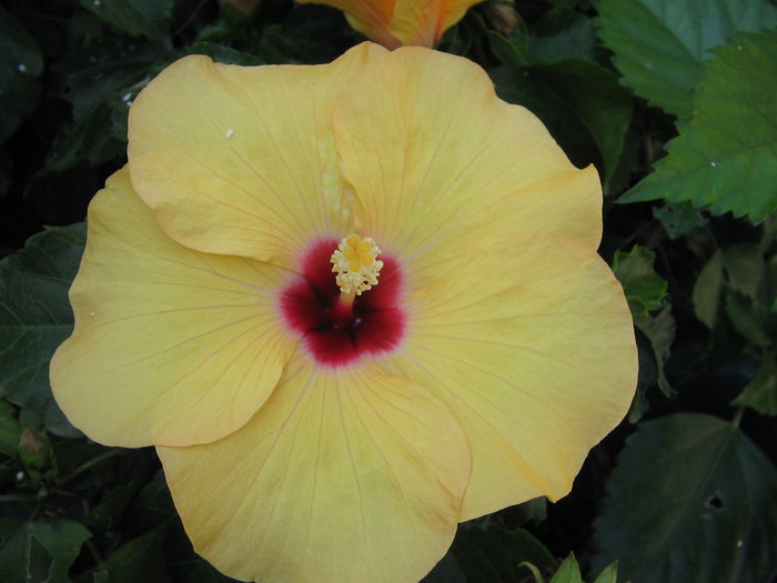 IMG_1218 - Hibiscus 2