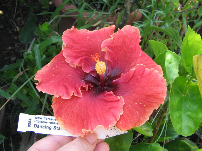IMG_1220 - Hibiscus 2