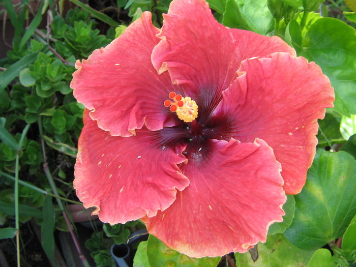 IMG_1221 - Hibiscus 2