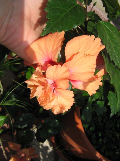 IMG_1223 - Hibiscus 2