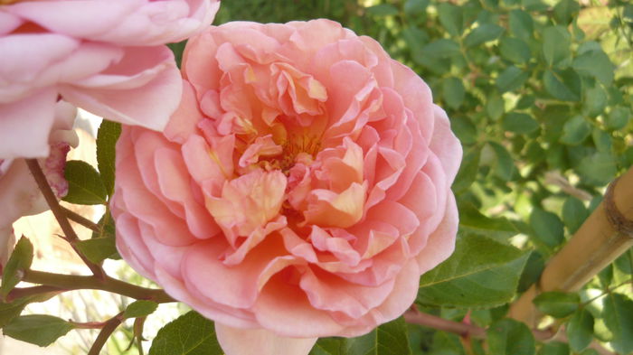 057 - engl Abraham darby