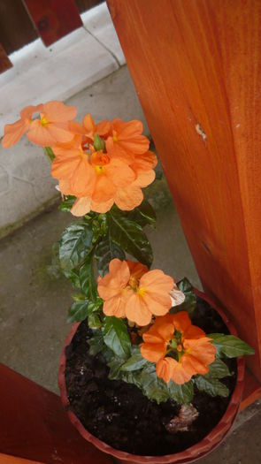 050