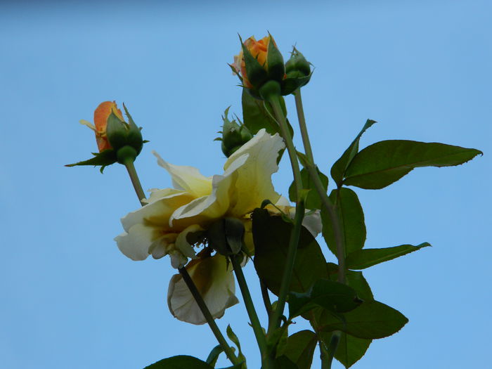 DSCN8360 - SEPTEMBRIE_2014
