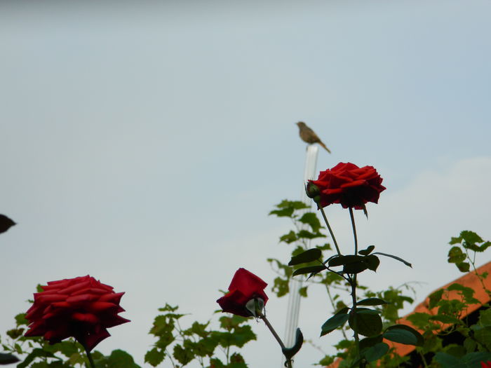 DSCN8361 - SEPTEMBRIE_2014