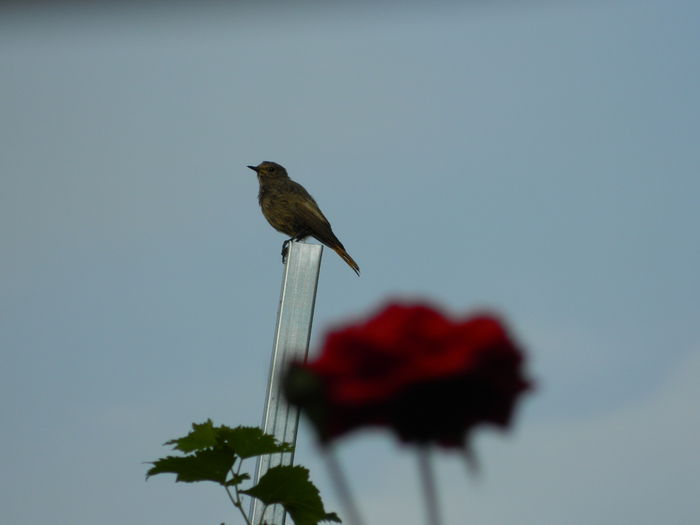 DSCN8362 - SEPTEMBRIE_2014