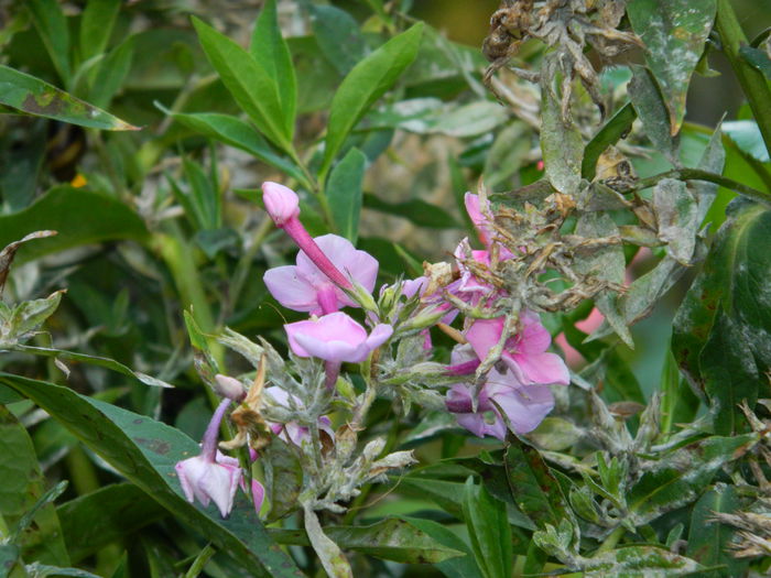 DSCN8364 - SEPTEMBRIE_2014