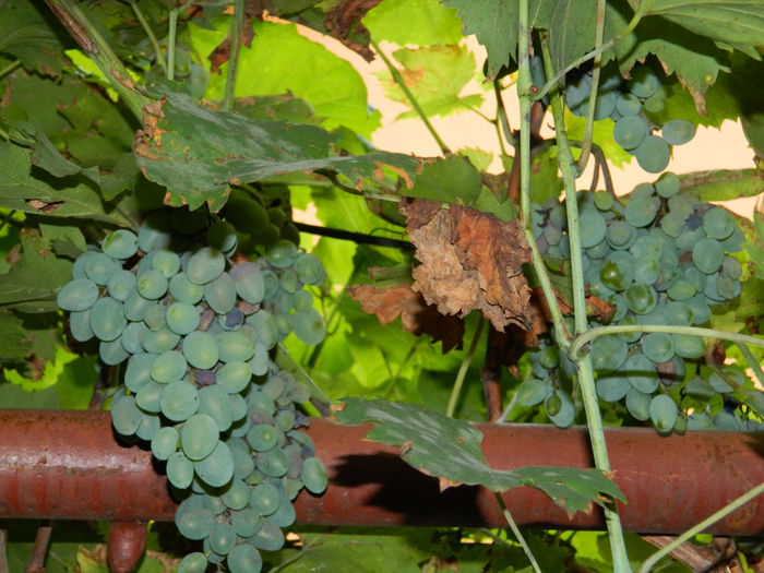DSCN8381 - SEPTEMBRIE_2014