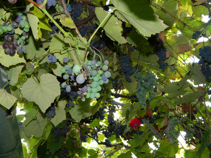 DSCN8383 - SEPTEMBRIE_2014