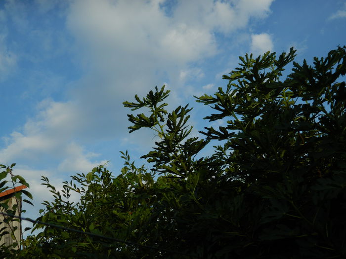 DSCN8388 - SEPTEMBRIE_2014