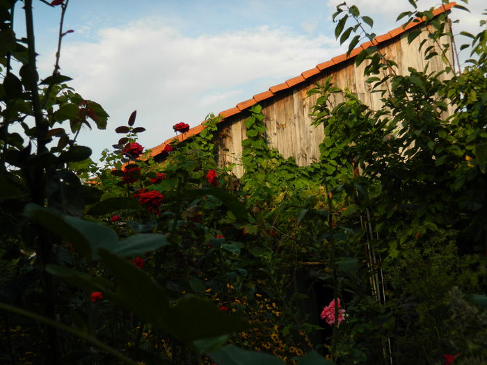 DSCN8389 - SEPTEMBRIE_2014