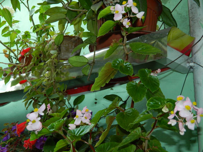 DSCN8390 - SEPTEMBRIE_2014