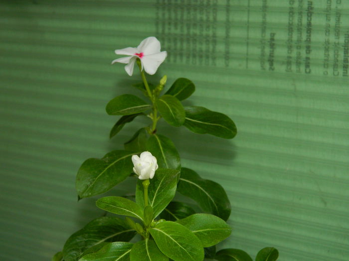 DSCN8392 - SEPTEMBRIE_2014