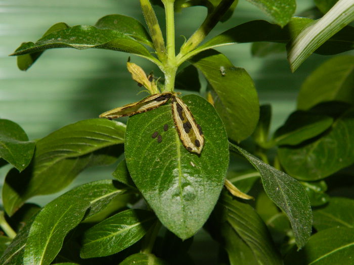 DSCN8394 - SEPTEMBRIE_2014