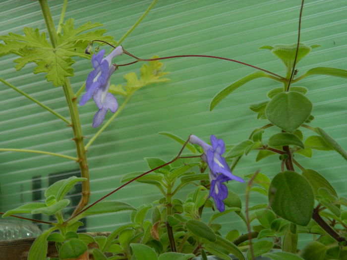 DSCN8395 - SEPTEMBRIE_2014