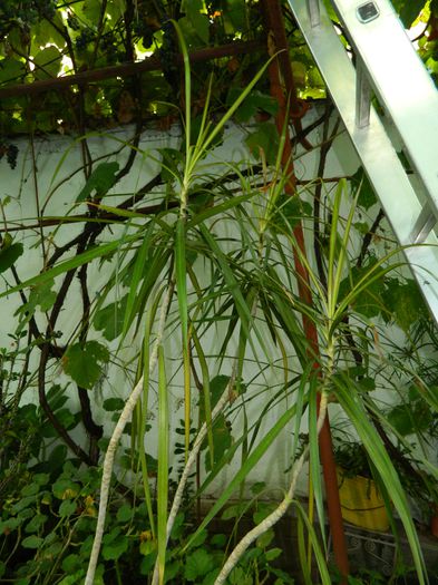 DSCN8396 - SEPTEMBRIE_2014