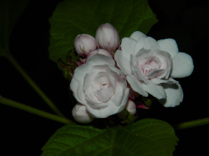 DSCN8416 - SEPTEMBRIE_2014