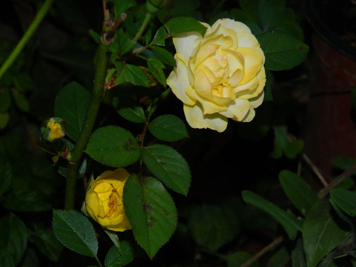 DSCN8422 - SEPTEMBRIE_2014