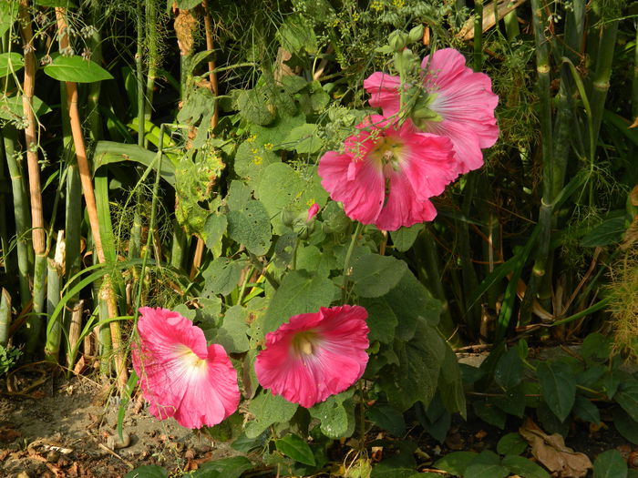 DSCN8426 - SEPTEMBRIE_2014