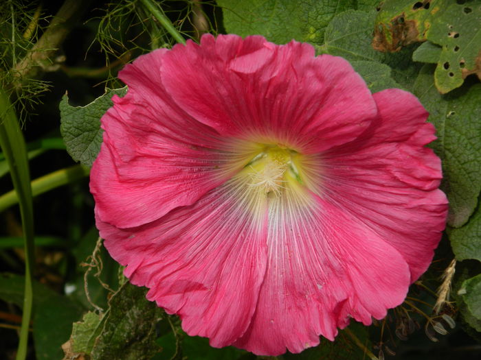 DSCN8429 - SEPTEMBRIE_2014