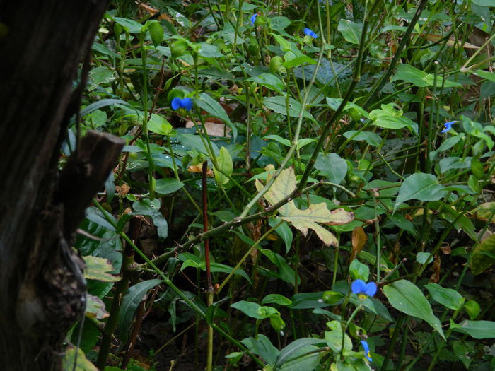 DSCN8441 - SEPTEMBRIE_2014