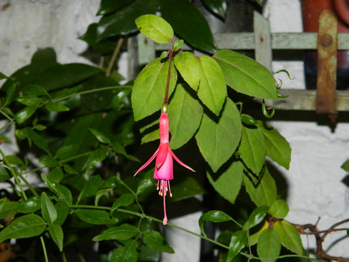 DSCN8461 - SEPTEMBRIE_2014