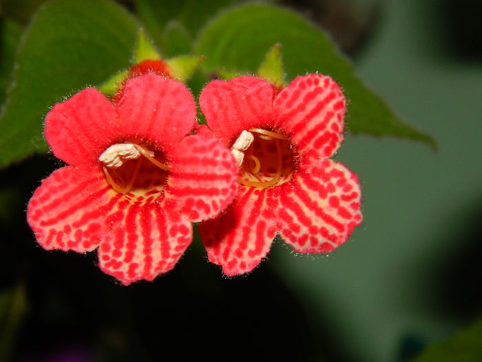 DSCN8463 - SEPTEMBRIE_2014