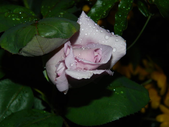 DSCN8468 - SEPTEMBRIE_2014