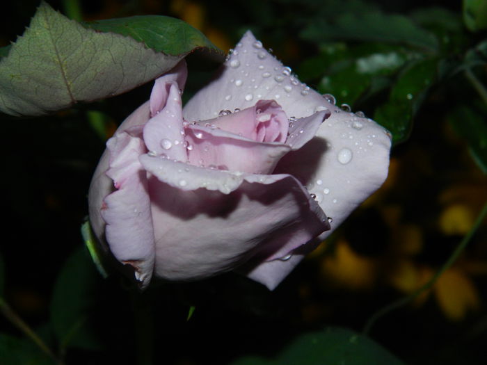 DSCN8469 - SEPTEMBRIE_2014