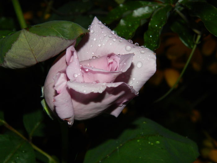 DSCN8470 - SEPTEMBRIE_2014