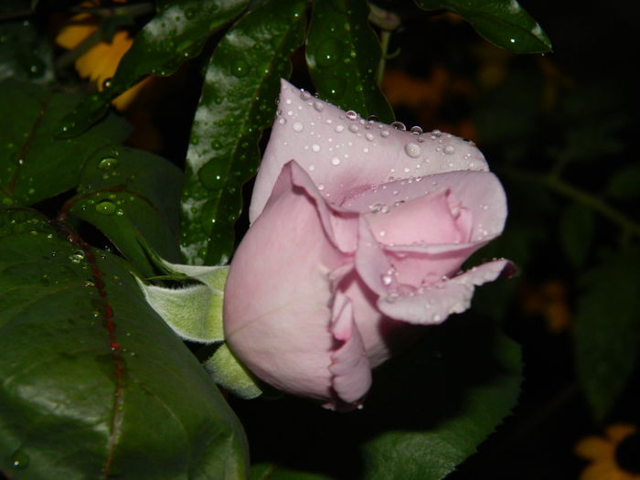 DSCN8471 - SEPTEMBRIE_2014