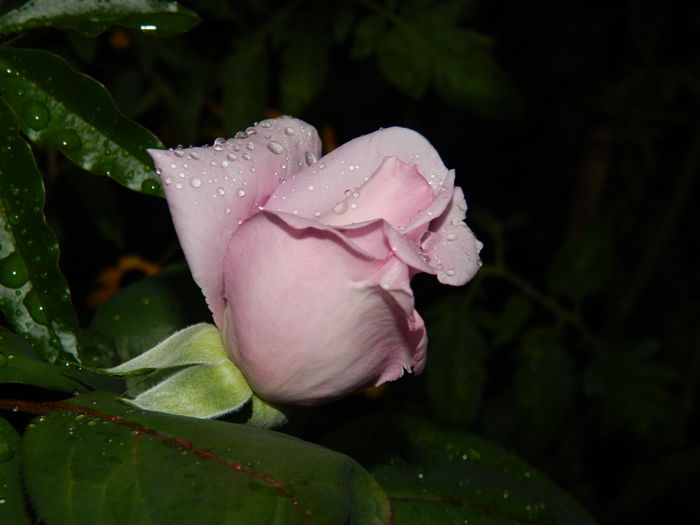 DSCN8475 - SEPTEMBRIE_2014