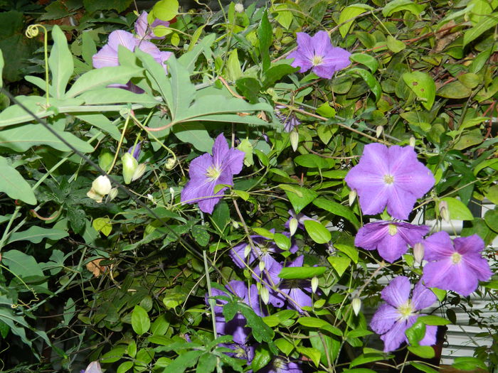 DSCN8479 - SEPTEMBRIE_2014