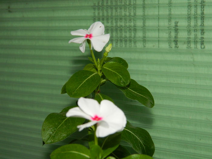 DSCN8484 - SEPTEMBRIE_2014