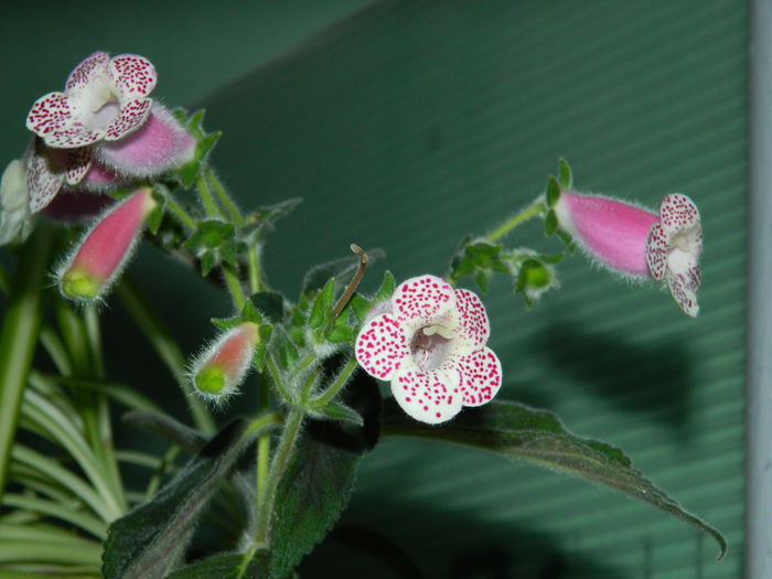 DSCN8485 - SEPTEMBRIE_2014